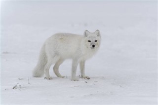 Svalbard prognoza pogody