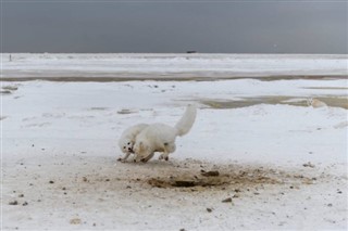 Svalbard weather forecast