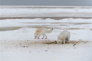 Svalbard weather forecast