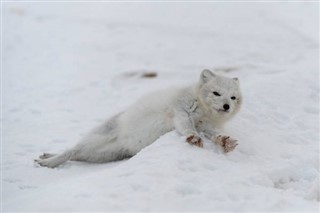 Svalbard weather forecast