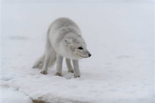 Svalbard weather forecast