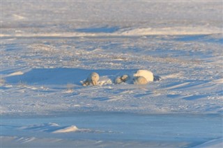 Svalbard weather forecast