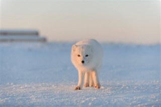 Svalbard weather forecast