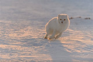 Svalbard weather forecast