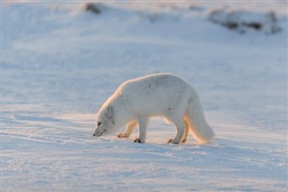 Svalbard prognoza pogody