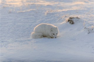 Svalbard weather forecast