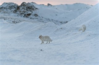 Svalbard weather forecast