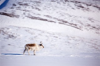 Svalbard weather forecast