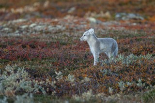 Svalbard weather forecast