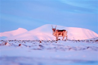 Svalbard prognoza pogody