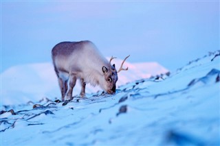 Svalbard weather forecast