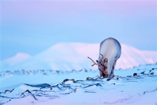 Svalbard weather forecast