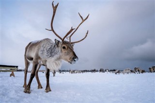 Svalbard weather forecast