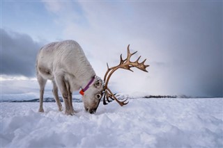 Svalbard weather forecast