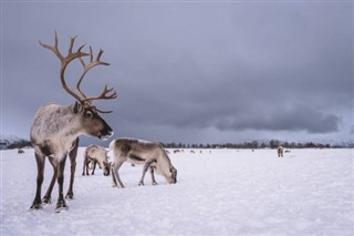 Svalbard weather forecast