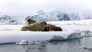 Svalbard weather forecast