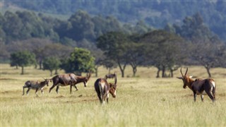 Swaziland weather forecast