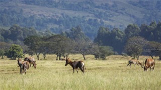 Swaziland weather forecast