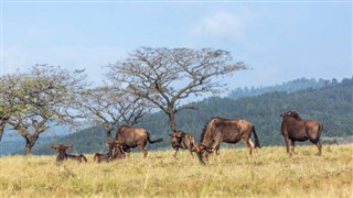 Swaziland weather forecast