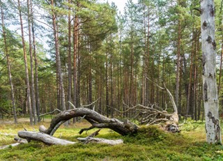 Sweden weather forecast