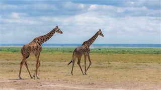 Tanzania weather forecast