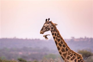 Tanzania weather forecast