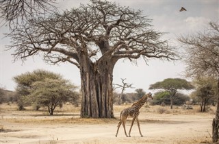 Tanzania weather forecast