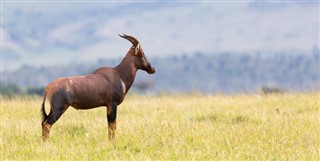 Tanzania weather forecast