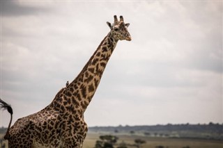 Tanzania pronóstico del tiempo