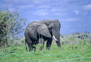 Tanzania weather forecast