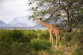 Tanzania weather forecast