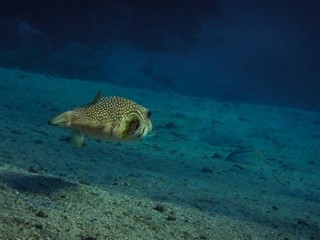 Tokelau vremenska prognoza