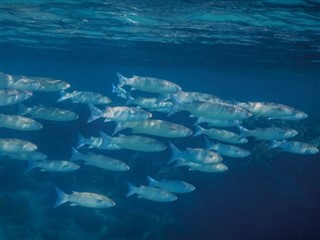 Tokelau weather forecast