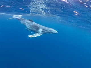 Tonga pronóstico del tiempo