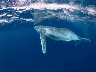 Tonga pronóstico del tiempo