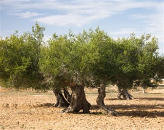 Tunisia weather forecast