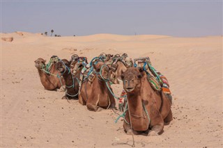 Tunisia weather forecast