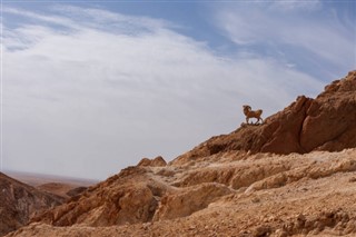 Tunisia weather forecast