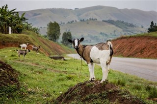 Uganda weather forecast