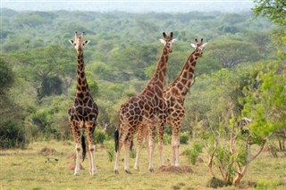 Uganda pronóstico del tiempo