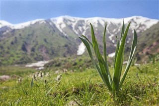 Uzbekistan weather forecast