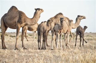 Sahara Occidental pronóstico del tiempo