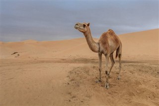 Western Sahara weather forecast