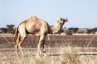 Western Sahara weather forecast