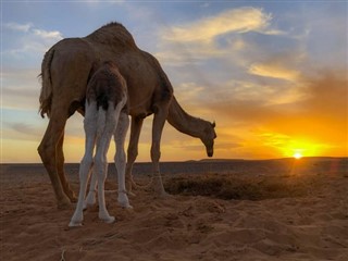 Western Sahara weather forecast