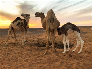 Western Sahara weather forecast