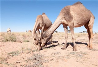 Western Sahara weather forecast