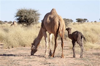 Western Sahara weather forecast