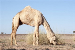 Western Sahara weather forecast