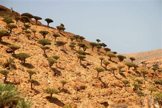 Yemen weather forecast